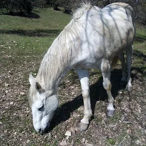 Magrignano Tra Animali E Natura Appartamento